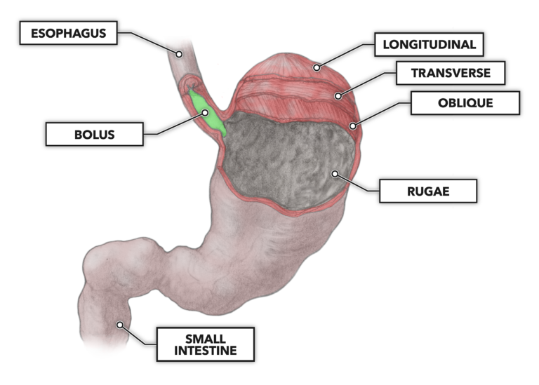 Muscle Layers 