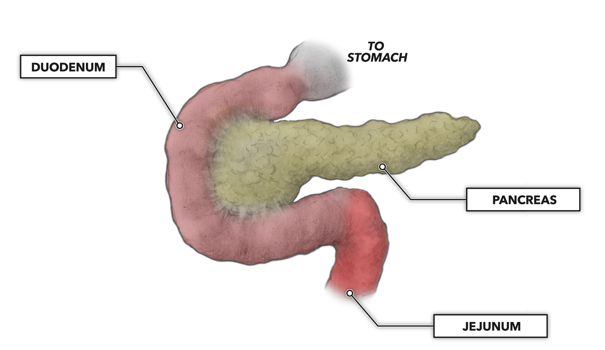 Alimentos que mejoran el pancreas