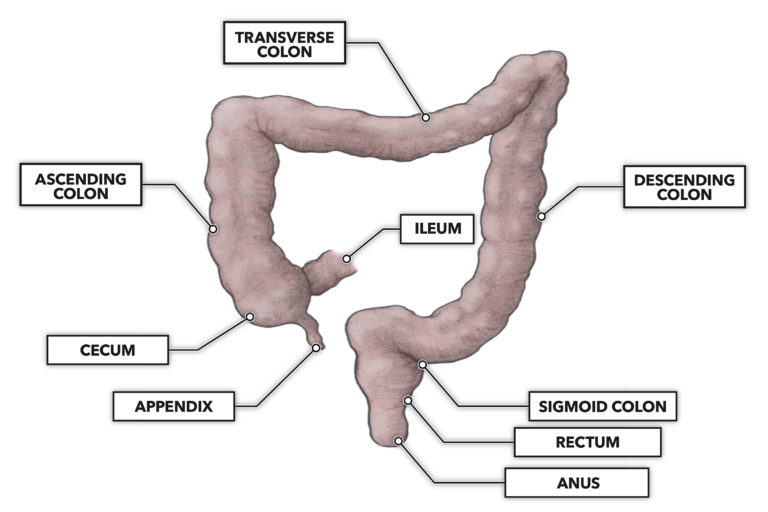 CrossFit | Anatomy & Physiology