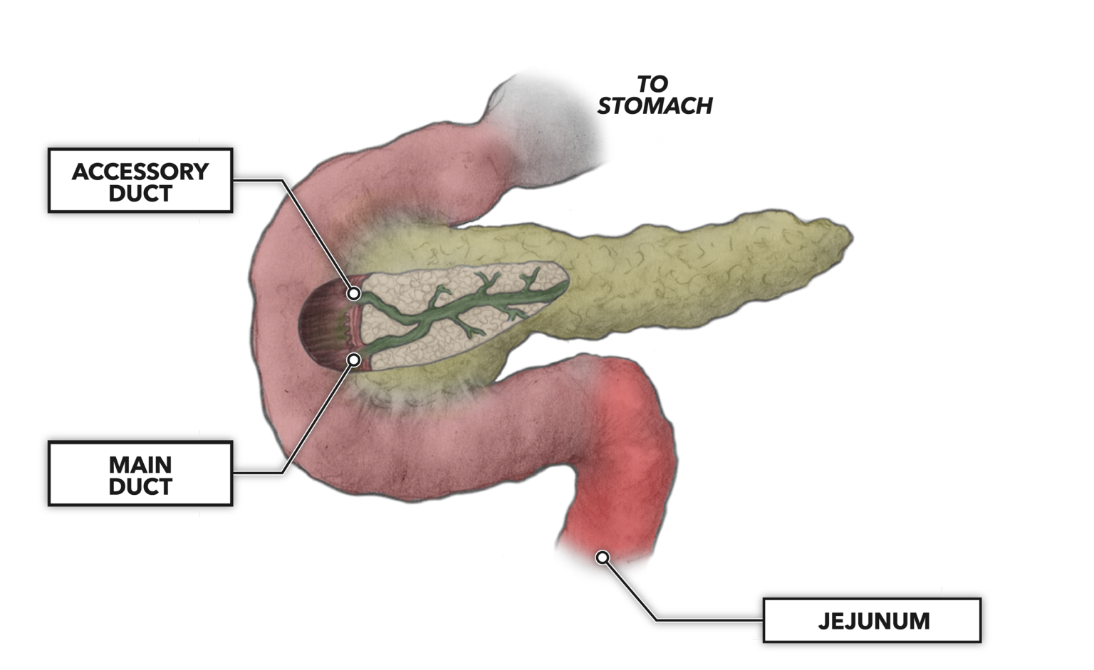 CrossFit The Gastrointestinal System The Pancreas