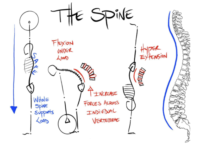 drawing of the spine