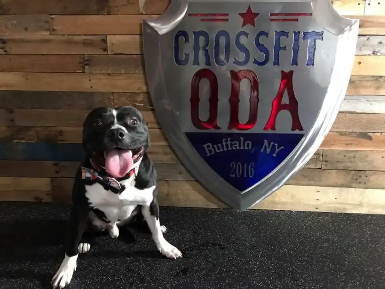CrossFit QDA — Crossfit gym in Buffalo, NY