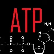 CrossFit ATP