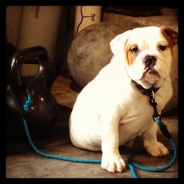 Teams Affiliate Logo